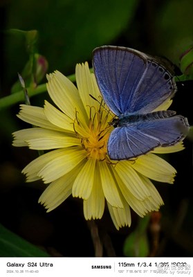【我眼前的世界】+蝴蝶，蜜蜂與花