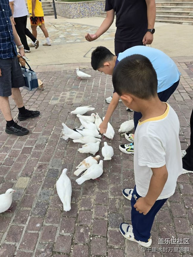 【我和我的祖國】少年與鴿子
