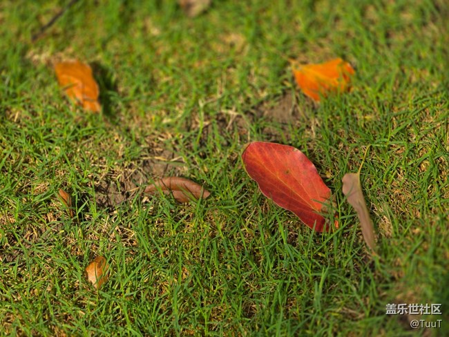 【我和我的祖國】+落葉