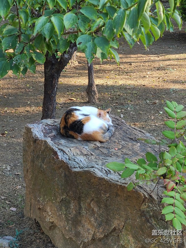 【十月開心游】十月游園