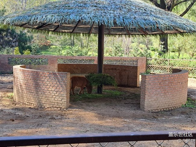 【十月開(kāi)心游】小動(dòng)物們