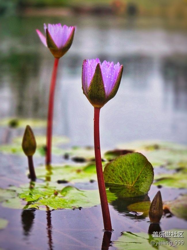 上海星部落10月26日上海植物園線下攝影活動(dòng)回顧帖 上海星部落10月26日上海植物園線下攝影活動(dòng)回顧帖