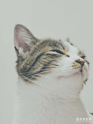 本喵還挺上相的