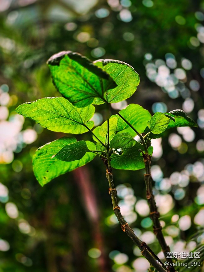 上海星部落10月26日上海植物園線下攝影活動(dòng)回顧帖 上海星部落10月26日上海植物園線下攝影活動(dòng)回顧帖