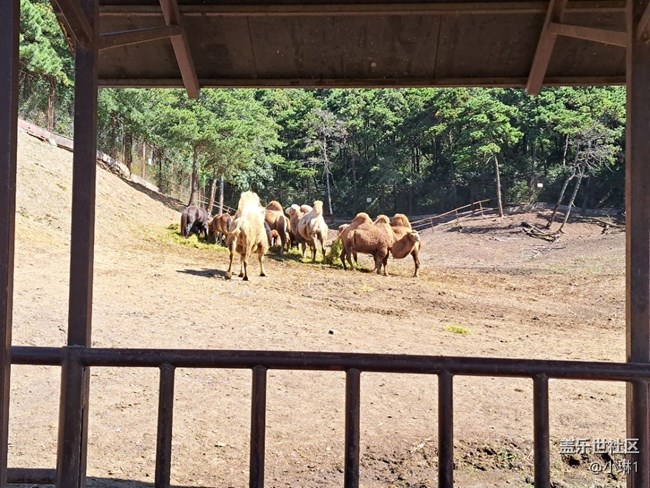 【十月開(kāi)心游】小動(dòng)物們