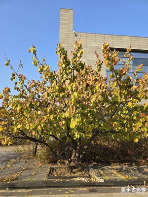 【我眼前的世界】+ 秋日落葉