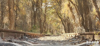 一念秋風(fēng)起，一念相思長。地點(diǎn):新疆 庫車