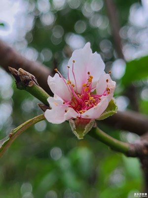 【我眼前的世界】+ 秋花
