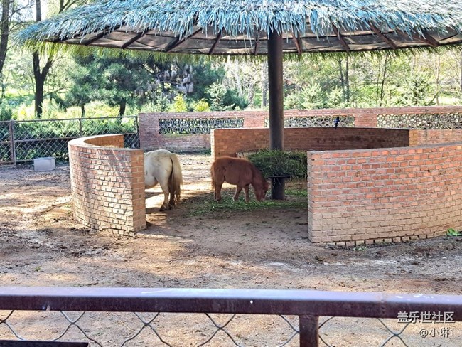 【十月開(kāi)心游】小動(dòng)物們