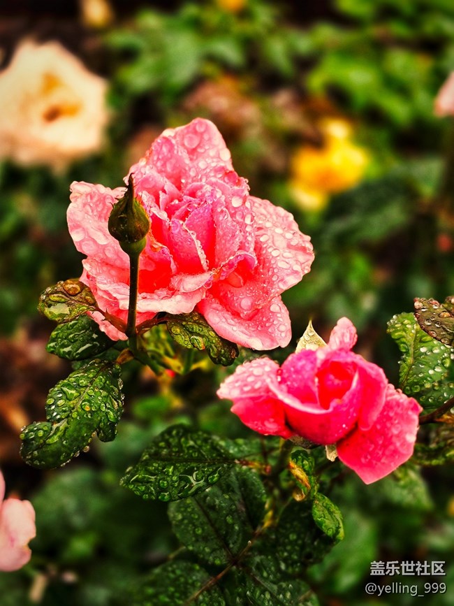 上海星部落10月26日上海植物園線下攝影活動(dòng)回顧帖 上海星部落10月26日上海植物園線下攝影活動(dòng)回顧帖