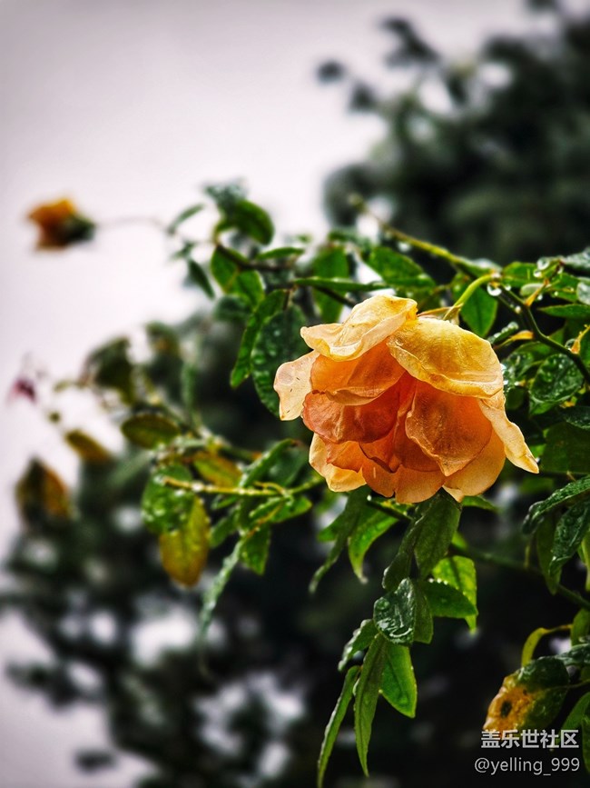 上海星部落10月26日上海植物園線下攝影活動(dòng)回顧帖 上海星部落10月26日上海植物園線下攝影活動(dòng)回顧帖