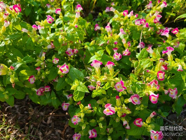 【十月的蜀國】公園景色