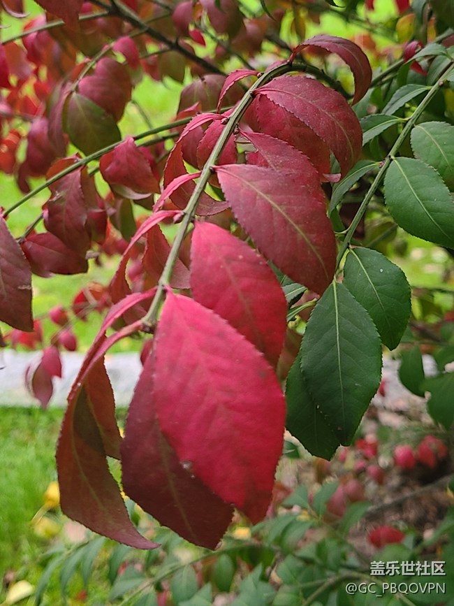 【金秋色彩】+秋日色彩