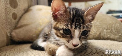 【生活禮贊】+貓戲