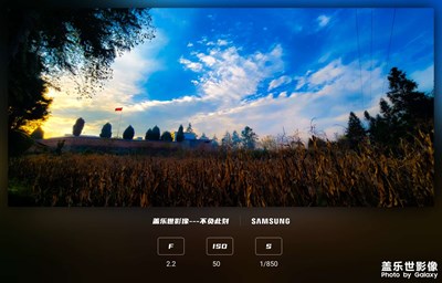 天空襯托下田野上樹木的全景照片