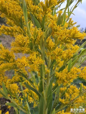 【生活禮贊】+ 一枝黃花