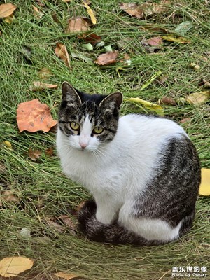 【我眼前的世界】+偶遇一只剛睡醒的牛奶貍花貓