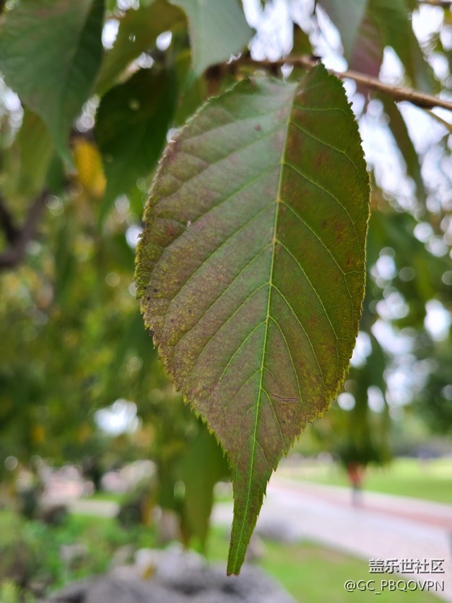 【金秋色彩】+秋日色彩