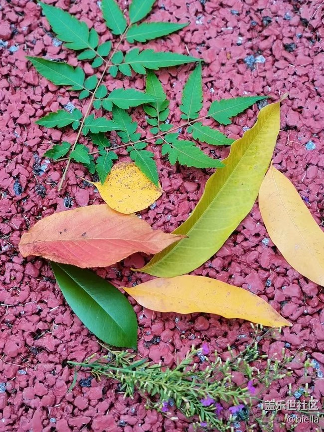 【Galaxy影像】自然的律動+ 秋天的顏色