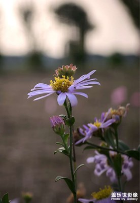 【生活禮贊】+收獲的季節(jié)