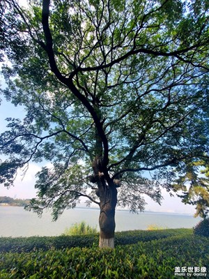 【生活禮贊】+?湖石