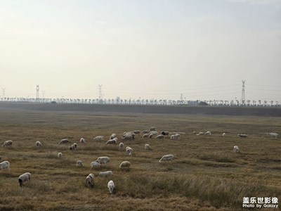 【生活禮贊】+看羊群