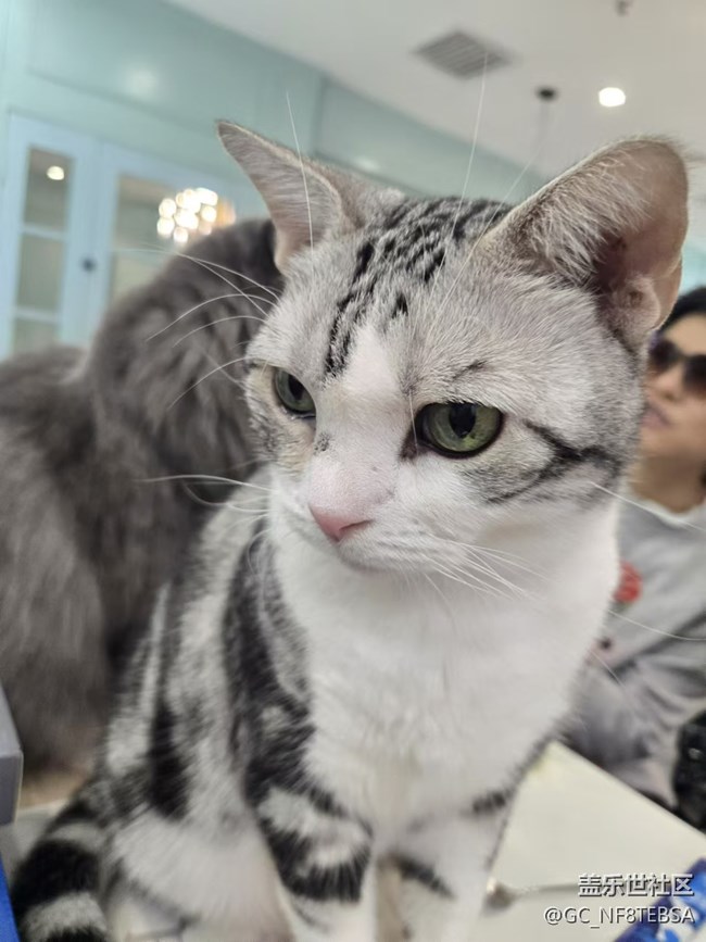 三星成都星部落-寵物攝影活動(dòng)