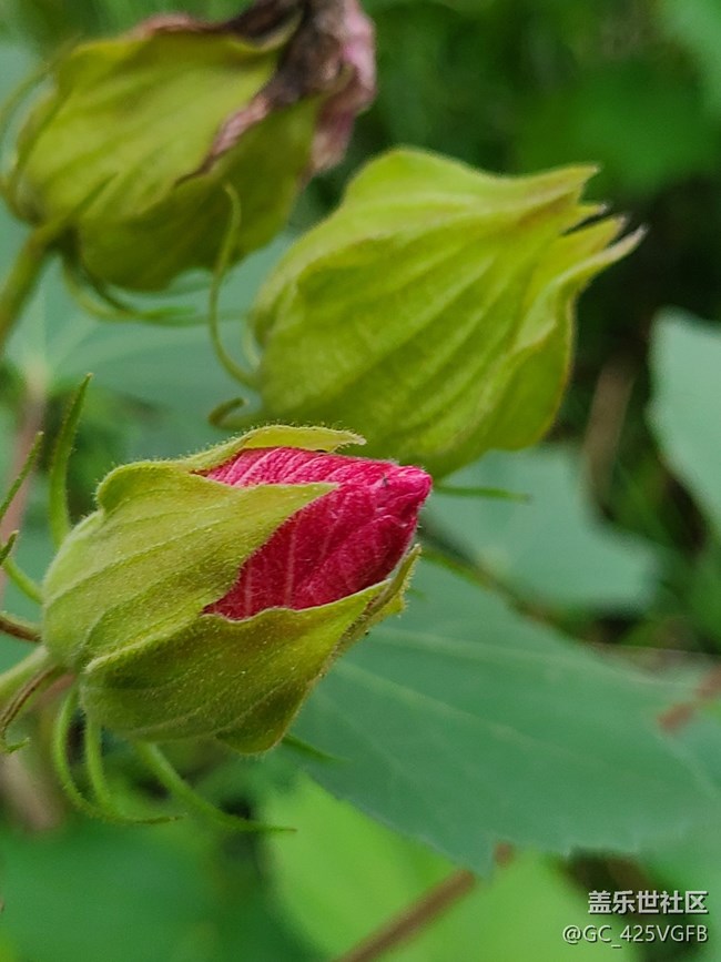 【十月的蜀國(guó)】+ 美麗十月