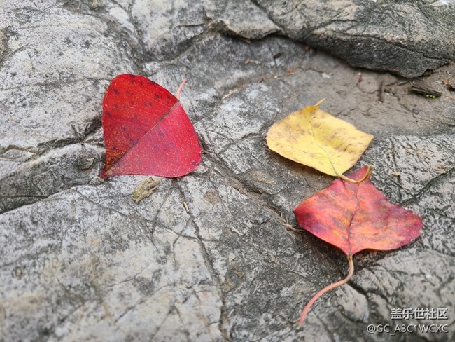 【金秋色彩】秋葉