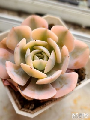 【生活禮贊】美肉記