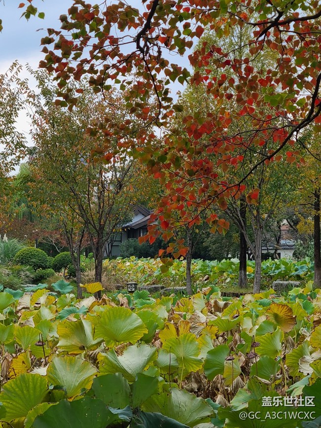 【金秋色彩】秋葉