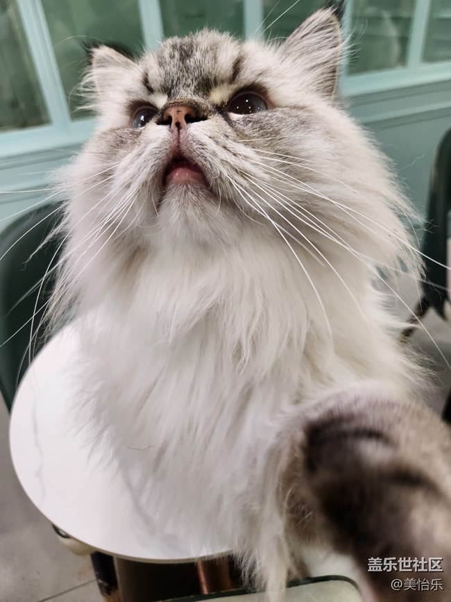 【貓咖狗咖拍了拍】線下活動回顧貼