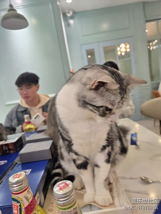 三星成都星部落-寵物攝影活動(dòng)