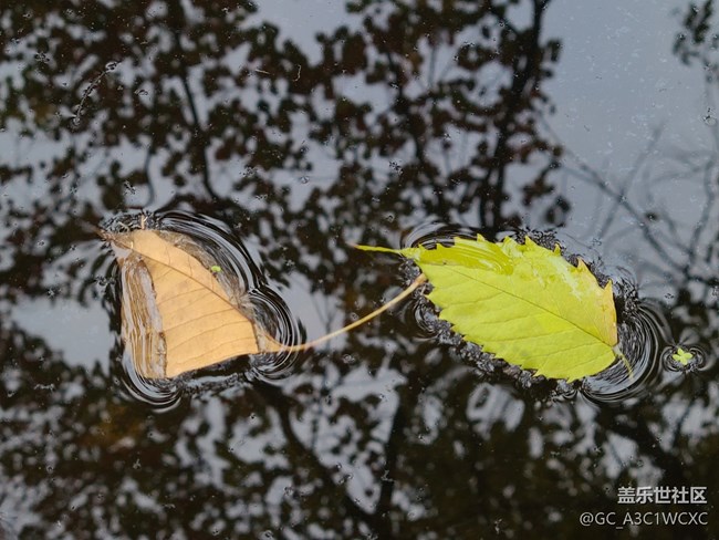 【金秋色彩】秋葉