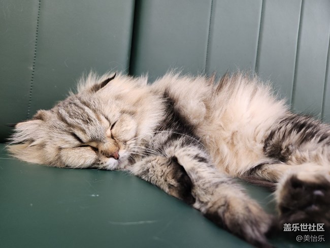 【貓咖狗咖拍了拍】線下活動回顧貼