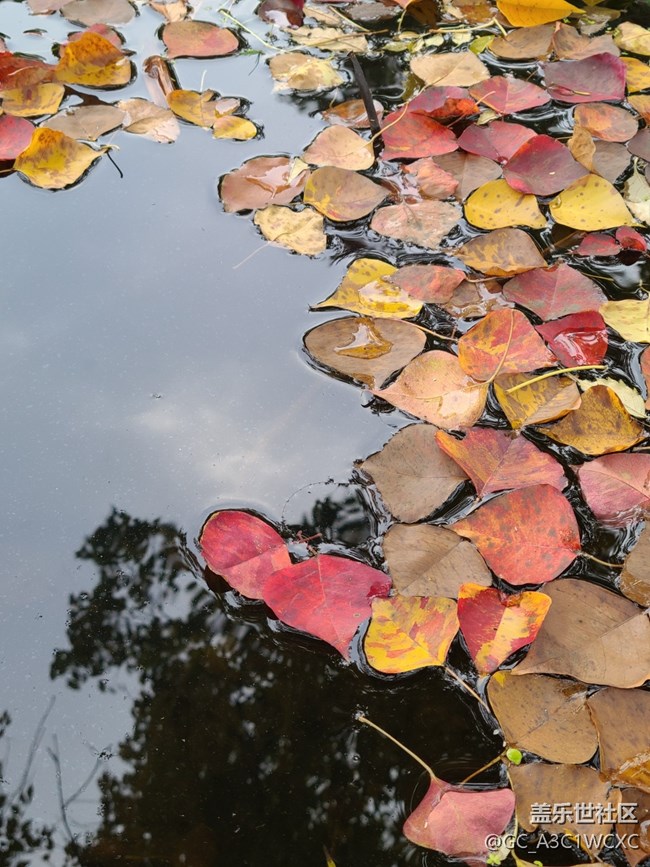 【金秋色彩】秋葉