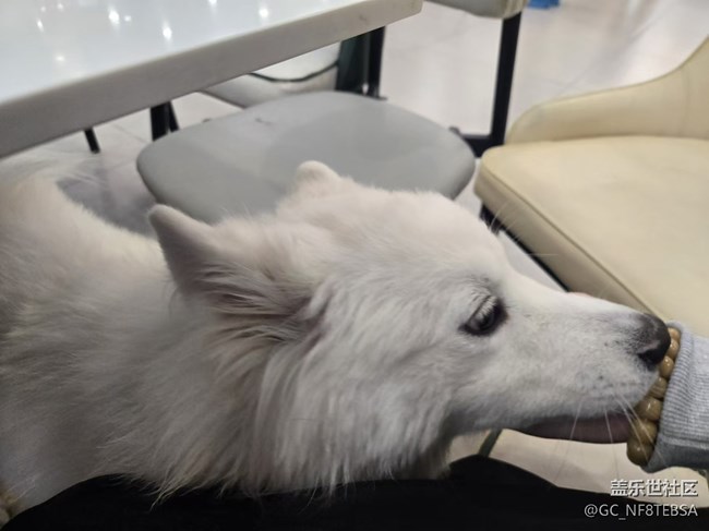 三星成都星部落-寵物攝影活動(dòng)