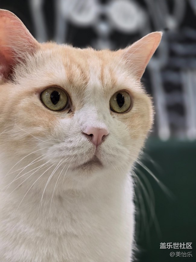 【貓咖狗咖拍了拍】線下活動回顧貼