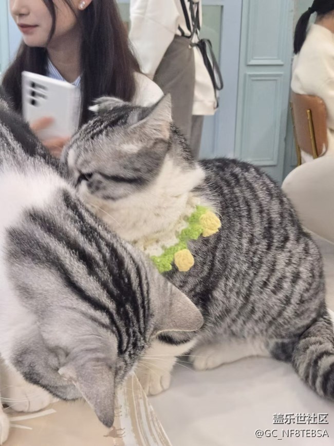 三星成都星部落-寵物攝影活動(dòng)