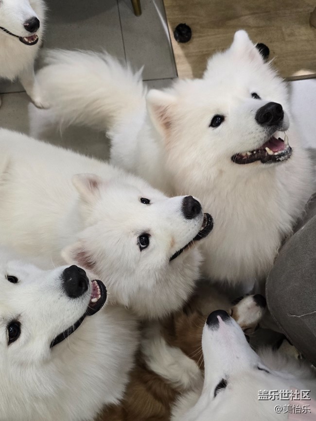 【貓咖狗咖拍了拍】線下活動回顧貼