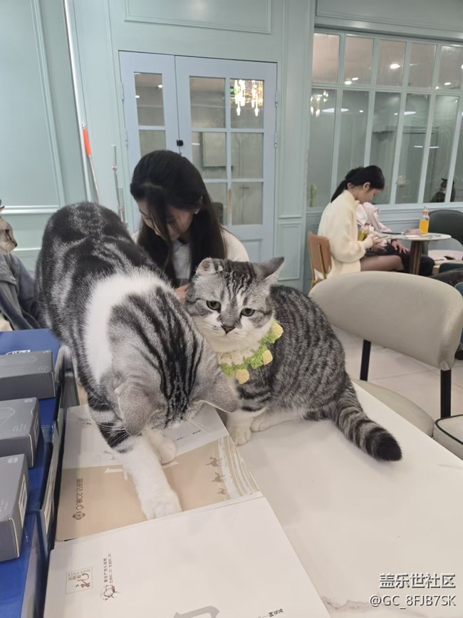 “成都星部落”的第六場線下活動