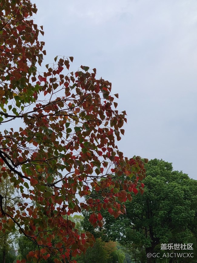 【金秋色彩】秋葉