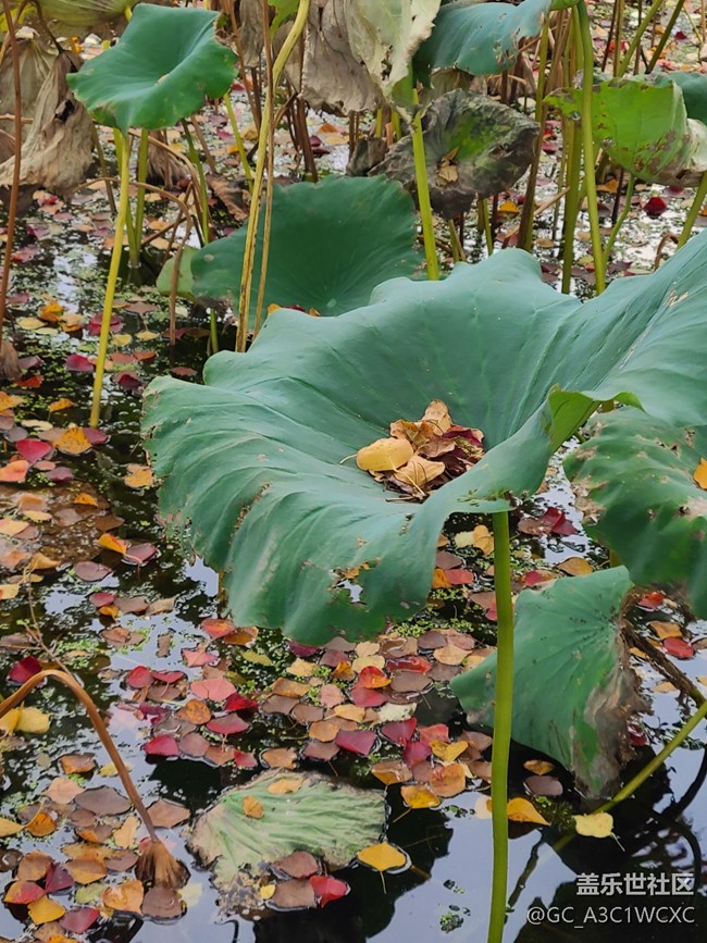 【金秋色彩】秋葉