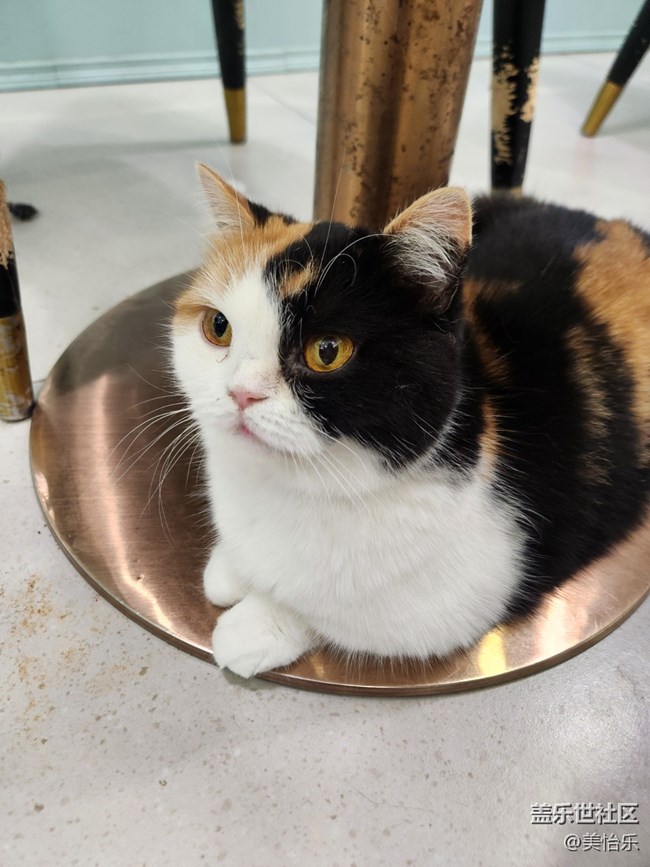 【貓咖狗咖拍了拍】線下活動回顧貼