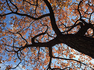 【生活禮贊】那抹秋色