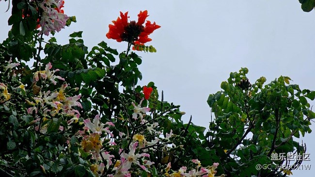 【Galaxy影像】自然的律動+11月的異木棉