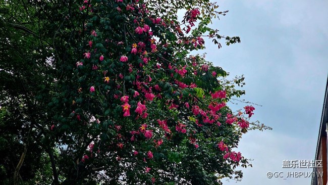 【Galaxy影像】自然的律動+11月的異木棉