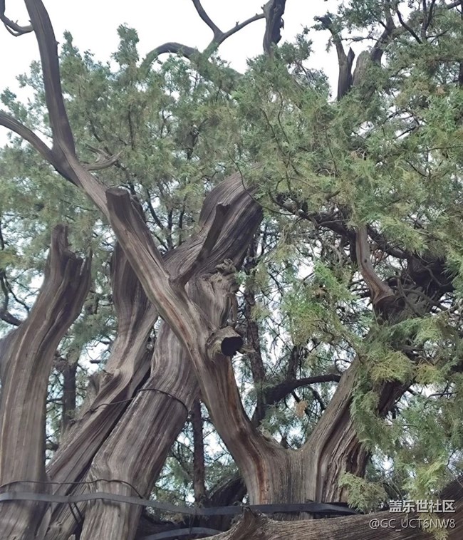 【名勝古跡】泰山岱廟