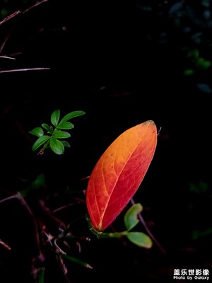 【生活禮贊】+?行攝秋葉