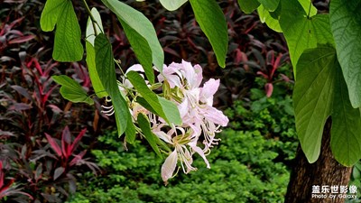 【生活禮贊】城市花開(kāi)